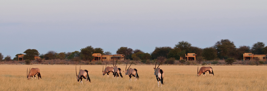 Safari en Afrique