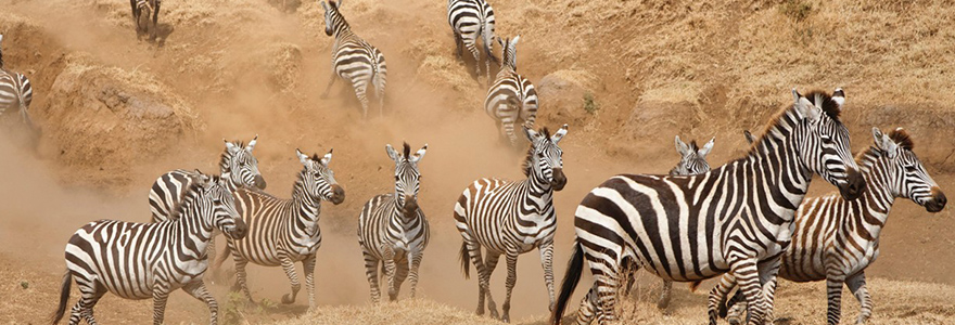 Safari en Tanzanie